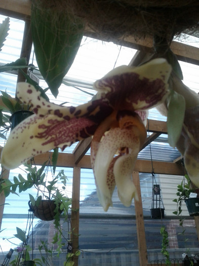 a ciocolata... - Stanhopea nigroviolacea Atlantis