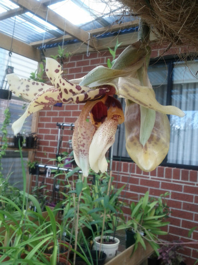 atit de.. - Stanhopea nigroviolacea Atlantis