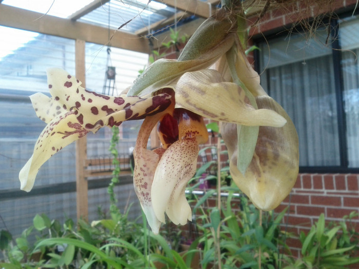 puternic.. - Stanhopea nigroviolacea Atlantis