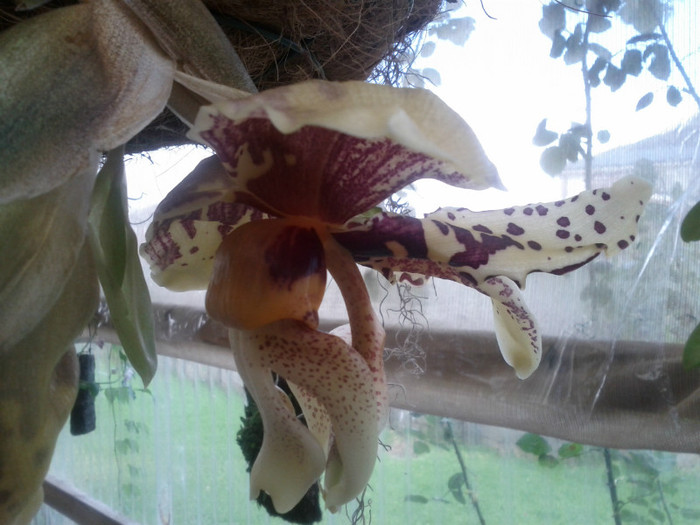 iti vine - Stanhopea nigroviolacea Atlantis