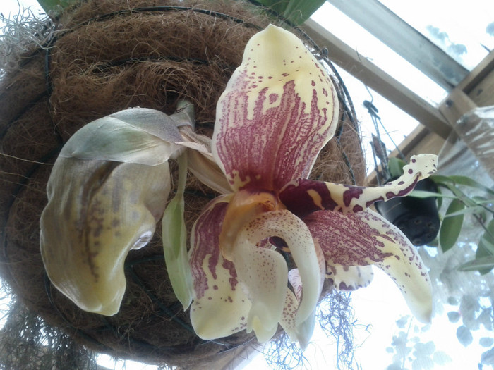 sa o maninci... - Stanhopea nigroviolacea Atlantis