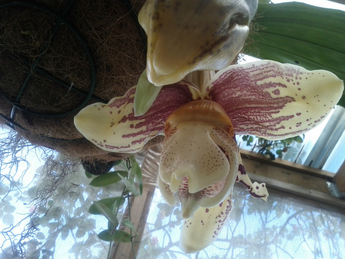 yummiiiii.. - Stanhopea nigroviolacea Atlantis