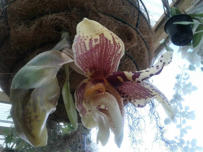 o floare - Stanhopea nigroviolacea Atlantis