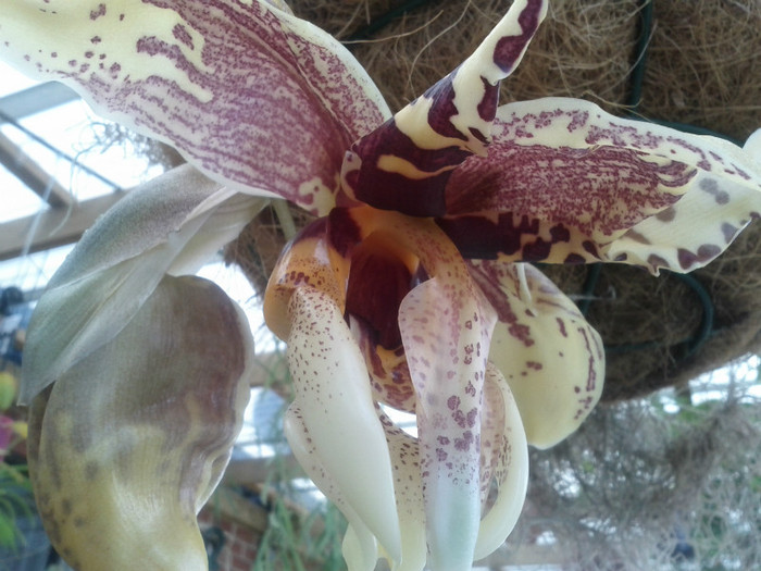 SUPERBA - Stanhopea nigroviolacea Atlantis