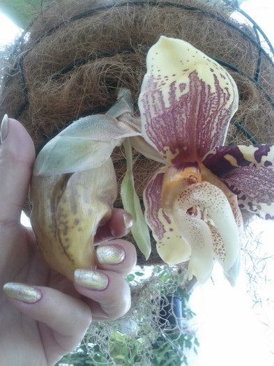 din toate - Stanhopea nigroviolacea Atlantis