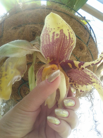 punctele - Stanhopea nigroviolacea Atlantis