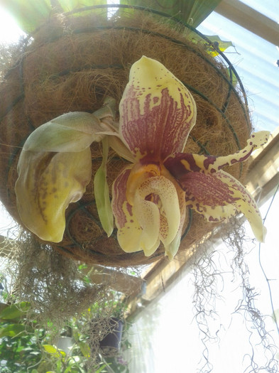 de vedere... - Stanhopea nigroviolacea Atlantis