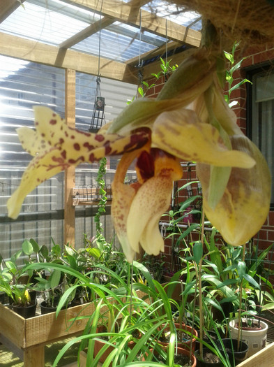  - Stanhopea nigroviolacea Atlantis