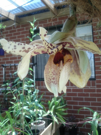  - Stanhopea nigroviolacea Atlantis