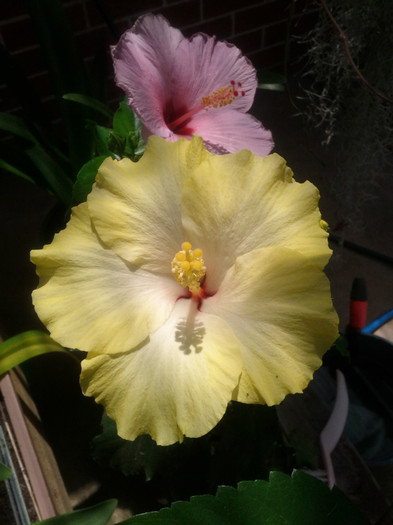 11.01.12 - Hibiscus 2011-2012