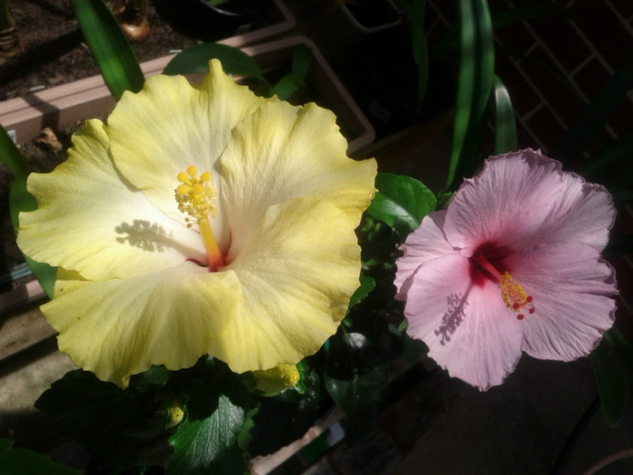  - Hibiscus 2011-2012