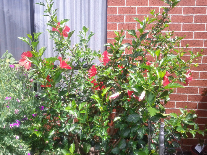  - Hibiscus 2011-2012