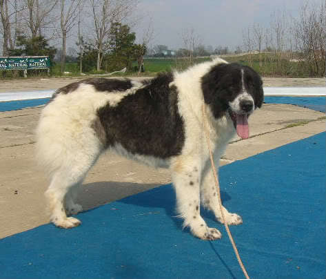 frunza de plai vrancean