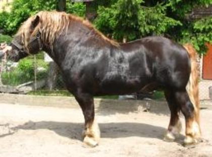 18593007_KUZKVVAWW - cai frumosi