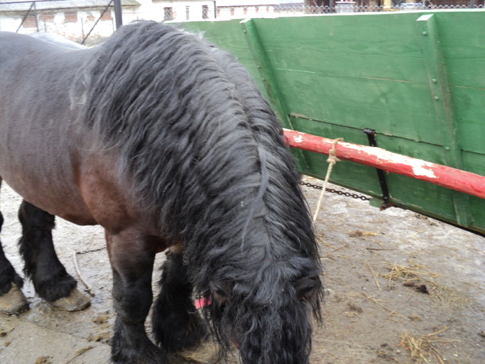 28924912_NTBWUQEJN - cai frumosi