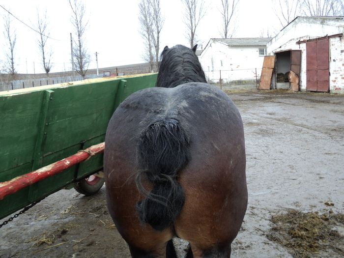 28925010_XYTOZYNDC - cai frumosi