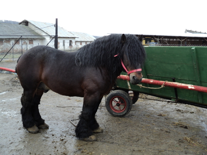 28925311_LNOMYQQKY - cai frumosi