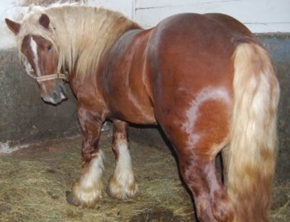 ardenez - cai frumosi