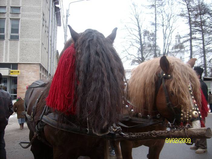 BZOAVZXZQURNGSMJRKR - cai frumosi