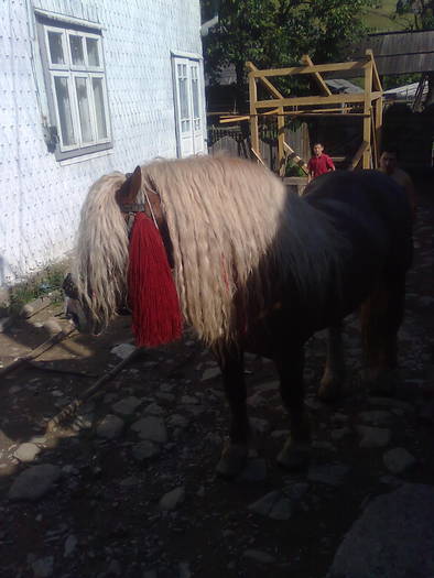 IYBIDSWDQAQQGEZPJWK - cai frumosi