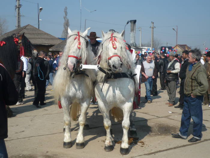 JFDDFNYUZBSKNTTCZZC - cai frumosi