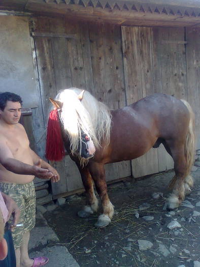 KJNMOWYRDVEHDRBLIEV - cai frumosi