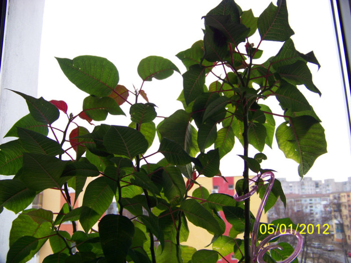 241_4046 - martie inainte si dupa tunsoare