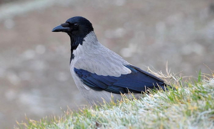 cioara griva - Animalutele mele