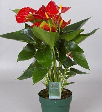 anthurium_planta_ghiveci[1] - Imi doresc in 2012