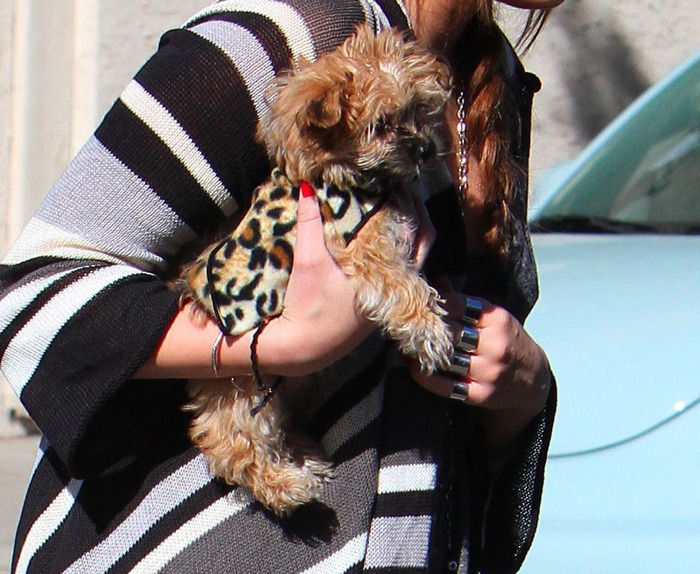 003 - Miley Cyrus Carrying her Yorkshire Shooter in Toluca Lake