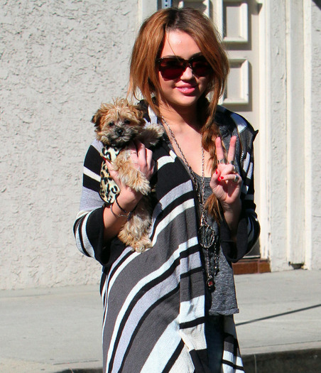 010 - Miley Cyrus Carrying her Yorkshire Shooter in Toluca Lake
