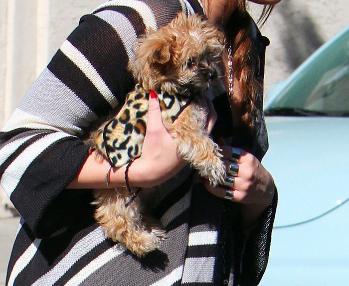 012 - Miley Cyrus Carrying her Yorkshire Shooter in Toluca Lake