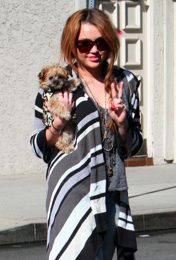 017 - Miley Cyrus Carrying her Yorkshire Shooter in Toluca Lake