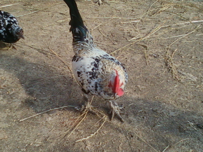 Fotografie-0134 - COCOSEI SI GAINUSE DE MUNTE
