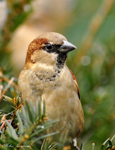 vrabie - Animalutele mele