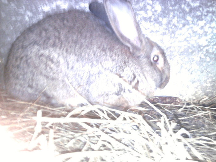 Fotografie1681 - 3-matca iepuri 2012