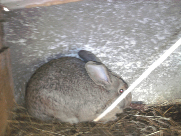 Fotografie1683 - 3-matca iepuri 2012