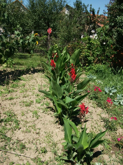 canna - flori