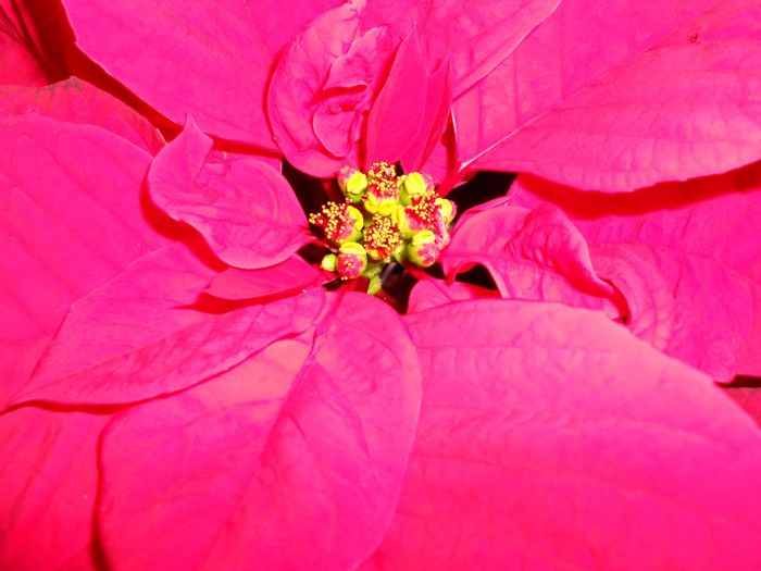 poinsettia - FLORILE MELE 2011