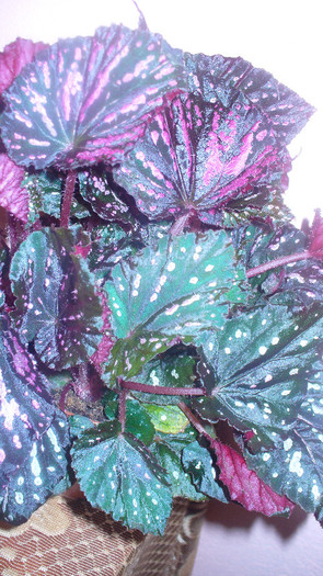 P1020516 - begonia rex de vanzare