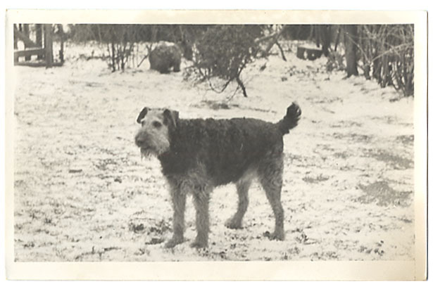 Airedale Terrier