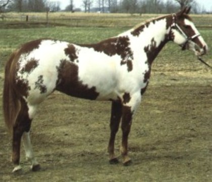 pic148804_caine_Paint_horse[1]