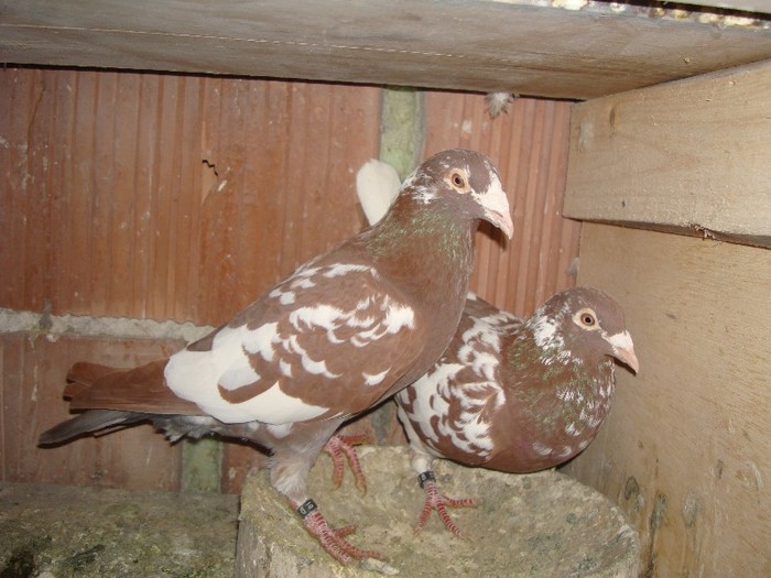 DSC07947 - meulemans