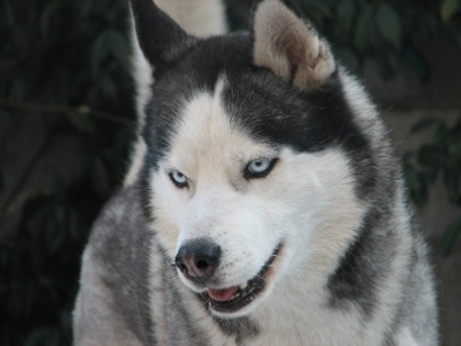 Ei bine,tre sa fug cu prietenul meu!Azi jucam dogball