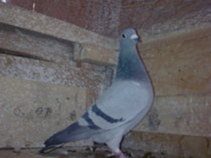 Mama lui 349&350 (zisa *07) Morosan Catalin