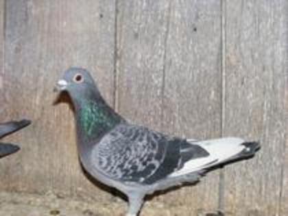 Van den.Boch mama lui 009, & 713