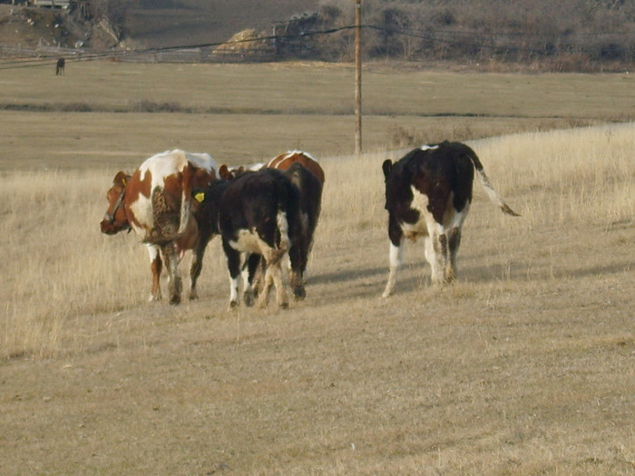 S8302909 - bovine