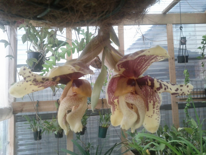 12.02.11 - Stanhopea nigroviolacea Atlantis