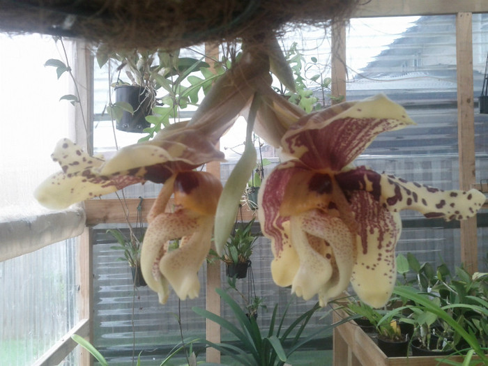 a inflorit - Stanhopea nigroviolacea Atlantis