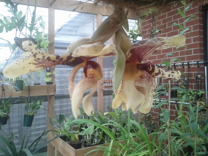 cea de-a doua - Stanhopea nigroviolacea Atlantis